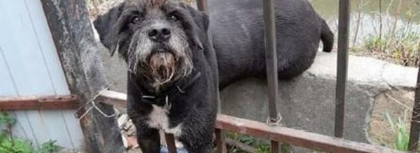 "Собакен свободен!": спасатели Новороссийска помогли псу, который попал в беду