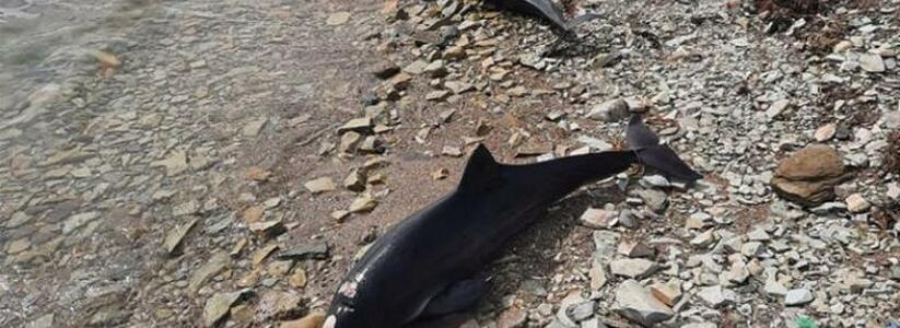 "На шкурах пятна, брюшная стенка деформирована": активисты готовят обращение в Роспотребнадзор из-за массовой гибели дельфинов в Черном море