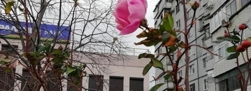 Под Новый год на улицах Новороссийска зацвели розы
