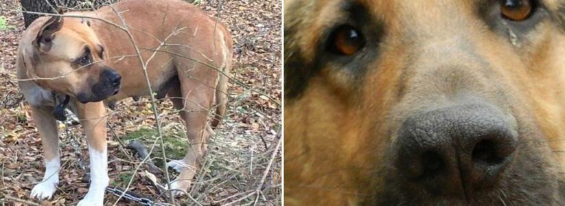 Две собаки - две ужасающие истории: как хозяева бросили умирать своих питомцев в Новороссийске
