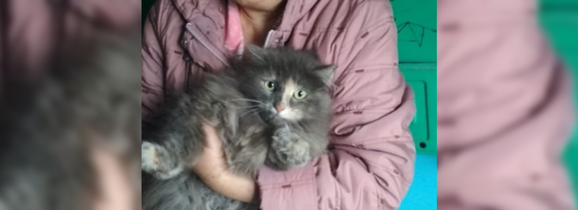 В Новороссийске кота спасли из трехдневного заточения в подвале