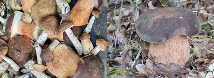 "Хоть что-то хорошее после ливней!": под Новороссийском небывалый урожай лесных грибов