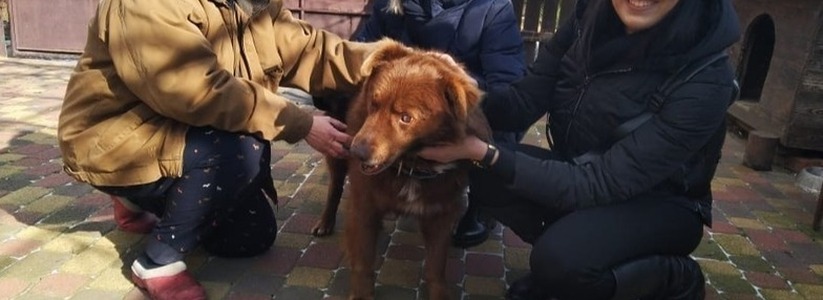 «Каштан пять лет жил на передержке». Еще один слепой пес обрел любящую семью в Новороссийске