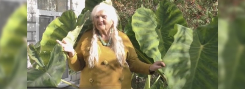 Жительница Новороссийска в своем огороде вырастила трехметровый бамбук и финики