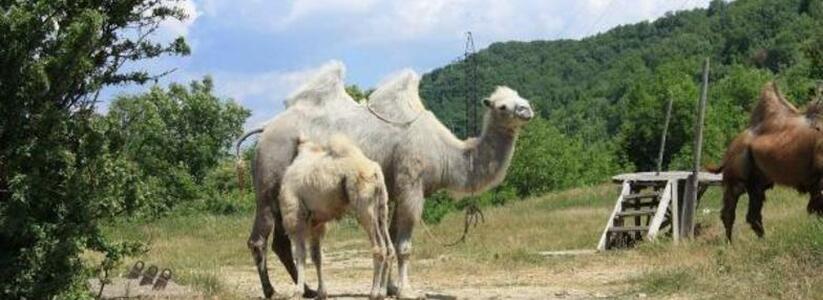 Под Новороссийском можно попробовать верблюжье молоко за 3000 рублей