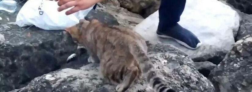Добрый рыбак в Мысхако покормил бездомного котика своим уловом: милое видео