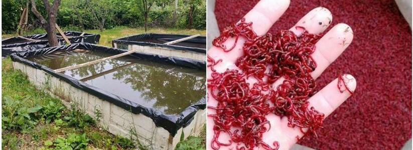 "Рой мух и комаров, запах навоза!": в Новороссийске рыбак разводит мотыля в крытых бассейнах. Соседи против