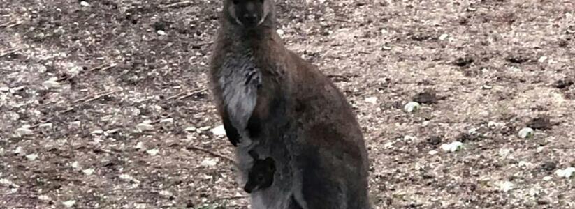 В парке живой природы Новороссийска родился кенгуренок: видео