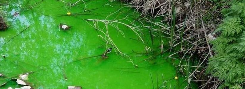 Уранин А: власти Новороссийска объяснили появление зеленой воды в ливневках