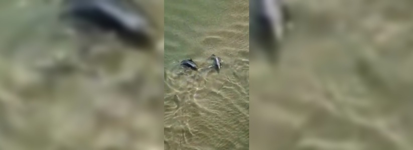 «Это волшебно!»: на Черноморском побережье сняли на видео танцующих дельфинов