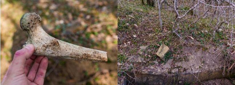В лесу Новороссийска найдены каменные гробницы с человеческими останками