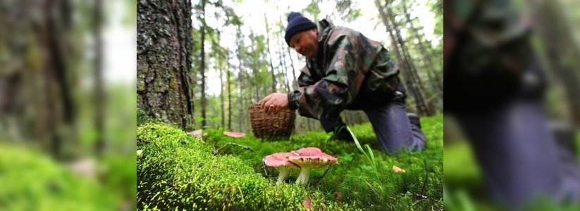 Четверо жителей Кубани отравились ядовитыми грибами: в их числе – двое детей
