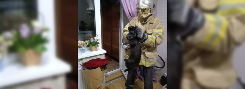 Разъяренная кошка набросилась на жительницу Новороссийска