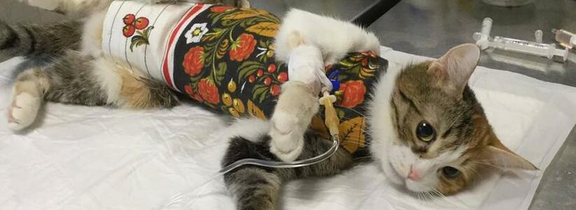 Новороссийцы могут бесплатно стерилизовать кошек: условия и кому положено