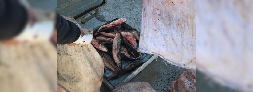 В Новороссийске задержали набитый пиленгасом автомобиль: добыча рыбы сейчас запрещена