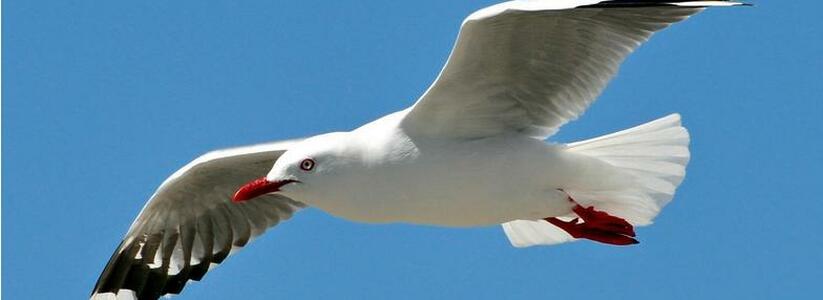 В Новороссийске чайки едва не сбросили с крыши кровельщика: видео