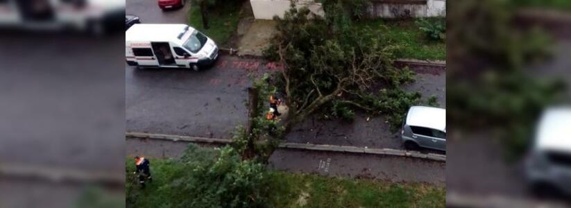 В Новороссийске во дворе многоэтажки рухнуло гнилое дерево