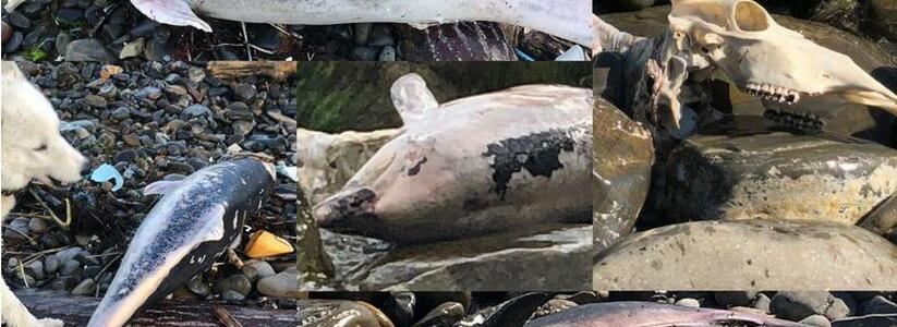 "Десятки гниющих дельфинов и разложившийся труп быка": дикий пляж в Мысхако стал зловонным кладбищем