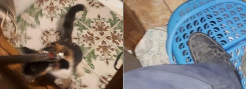 "Большое спасибо от всех котов!": новороссийские спасатели усмирили кошку, отказавшуюся от стерилизации