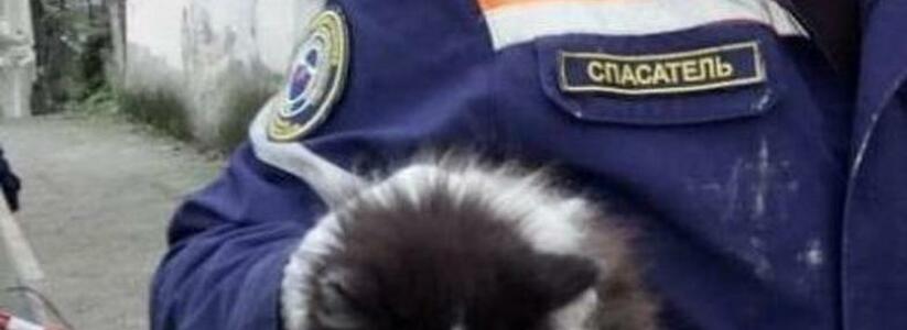 Новороссийские спасатели пришли на помощь к бездомному котенку