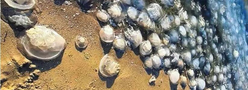 На берега Анапы выбросило сотни мертвых медуз