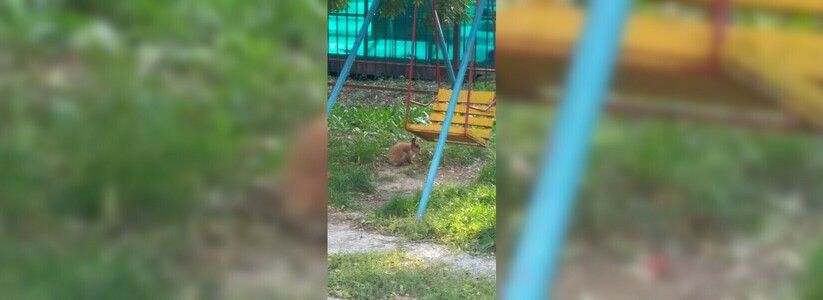 По улицам Новороссийска бегает кролик: фото ушастого зверя разместили в соцсетях
