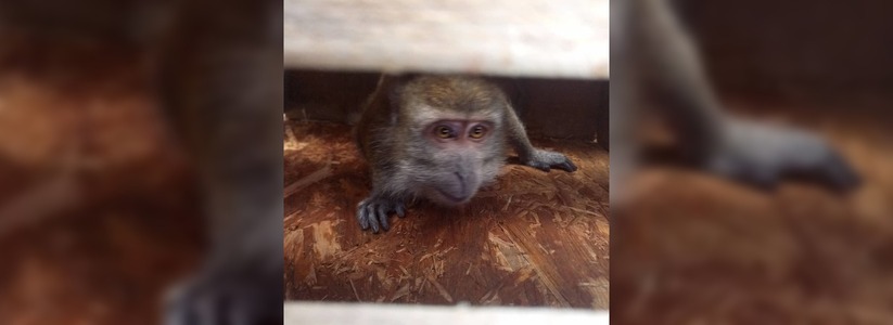 В Новороссийске на территории частного дома обнаружили сбежавшую обезьянку