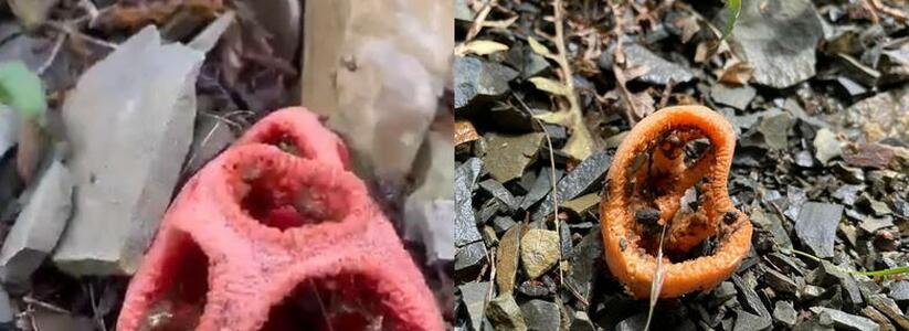 В Анапе на Утрише взошли редкие ядовитые грибы с запахом гнилой плоти: видео и фото