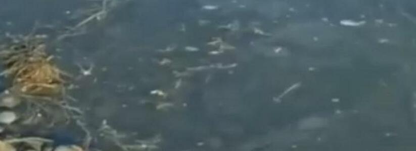 «Рыба задыхается!»: в Новороссийске на глади Суджукской лагуны образовалась пленка