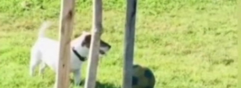 Новороссиец научил собаку играть в футбол. Видео, как пес подбрасывает и катает мяч