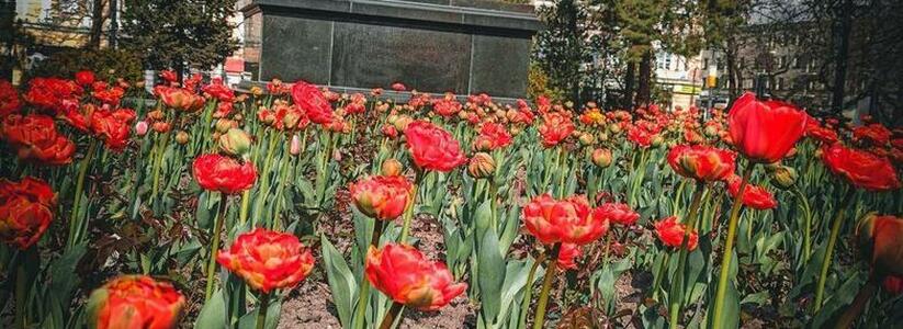 20 фото "робкого" апреля в Новороссийске: хмурая набережная, первые тюльпаны и огненные закаты