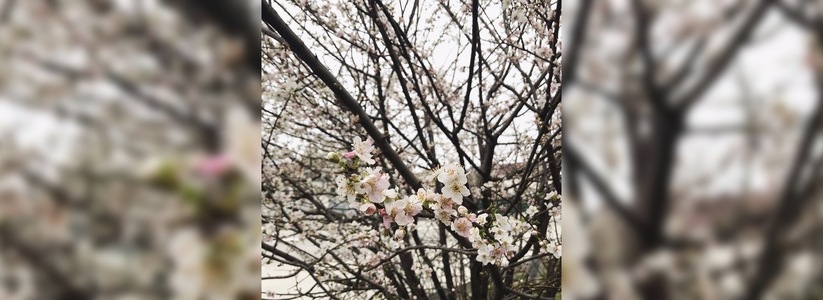 «Весна идет»: 10 фото цветущих в Новороссийске растений