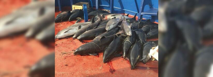 В Черном море задержали браконьеров, которые убили 46 дельфинов: шокирующий ролик с палубы судна выложили в сеть