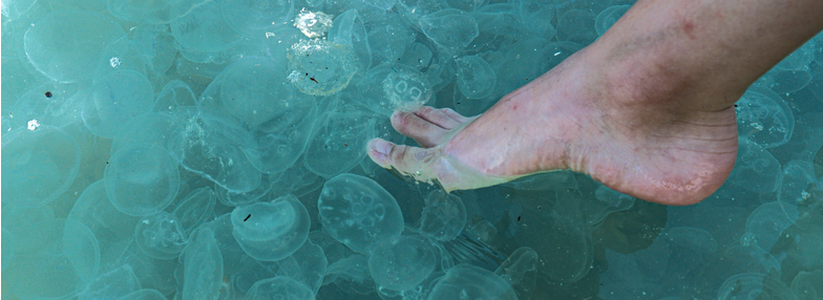 «Суп из медуз заказывали?»: море  Новороссийска превратилось в густое желе