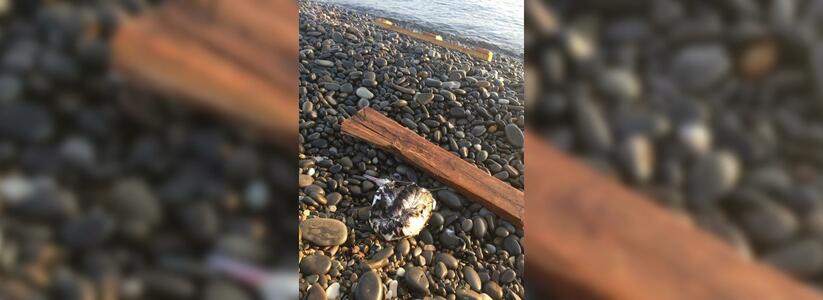 «Весь берег устлан трупами»: жители Новороссийска жалуются на обилие мертвых птиц на пляже «Нептун»