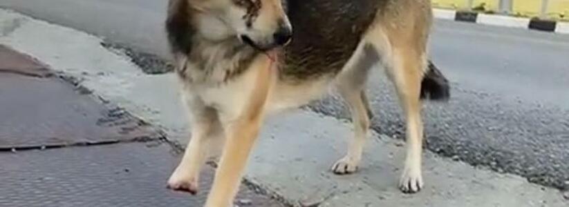 Живодеры отрубили собаке лапу и выбили глаз: новороссийским волонтерам нужна помощь