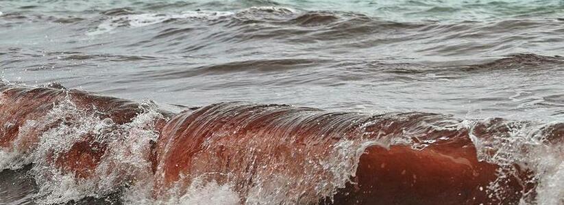 Под Новороссийском море окрасилось в багрово-красный цвет: цветение водорослей или загрязнение морской воды?