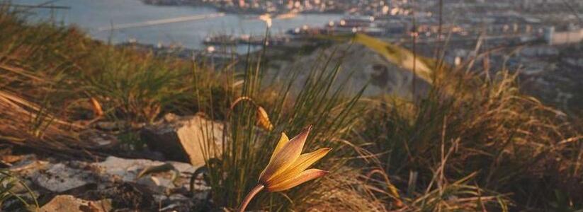 На склонах Маркотхского хребта расцвели дикие тюльпаны: 10 весенних фото
