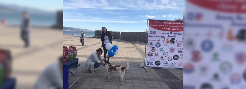 В Новороссийске прошла  «самая добрая и позитивная» благотворительная акция в поддержку бездомных животных