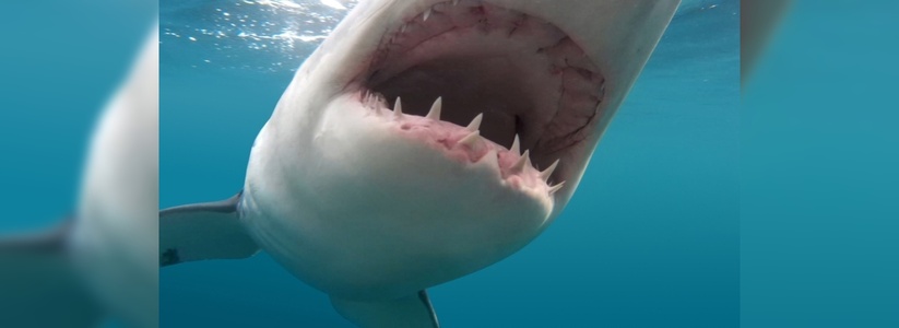В соцсетях Новороссийска распространяют фотографии самой опасной и быстрой акулы, якобы выловленной в районе пляжа Дюрсо