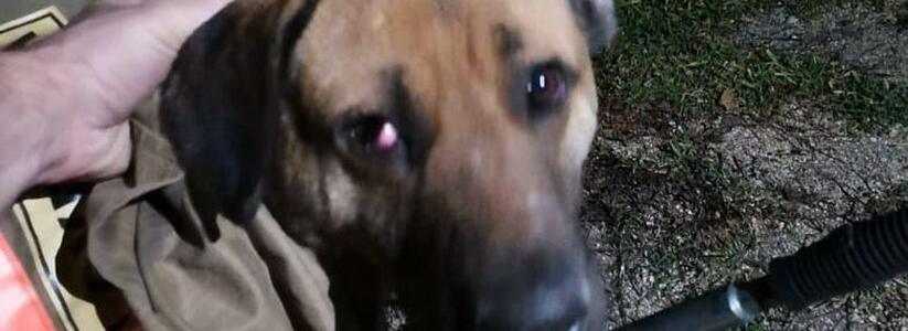 В Новороссийске собака попала в ДТП