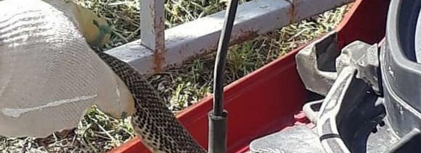 Жительница Новороссийска нашла змею под капотом своего автомобиля