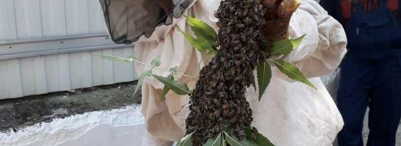Операция «Винни Пух!»: в Новороссийске на территории детского сада рой пчел обустроил улей