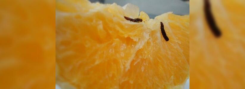 В Новороссийск не пустили более 26 тонн зараженных апельсинов