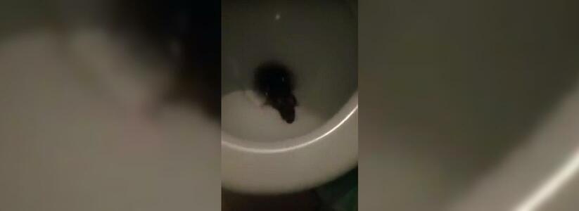 Жительница Новороссийска сняла на видео вылезшую из унитаза крысу