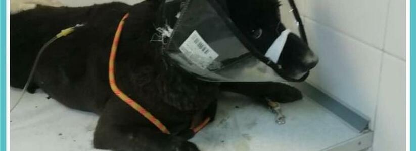 «Я давно не видела таких напуганных и умоляющих глаз!»: в Новороссийске сбили собаку и выкинули в канаву