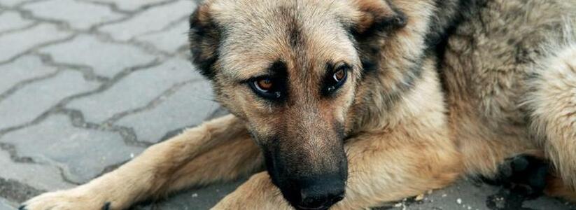 В Новороссийске установлены 47 ящиков для пожертвований бездомным животным: список адресов