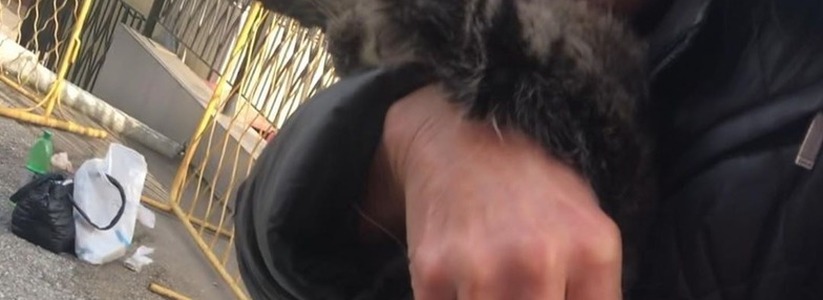 «Он воды просил. Васечка, Вася…» В центре Новороссийска в муках умирают бездомные коты (видео 18+)