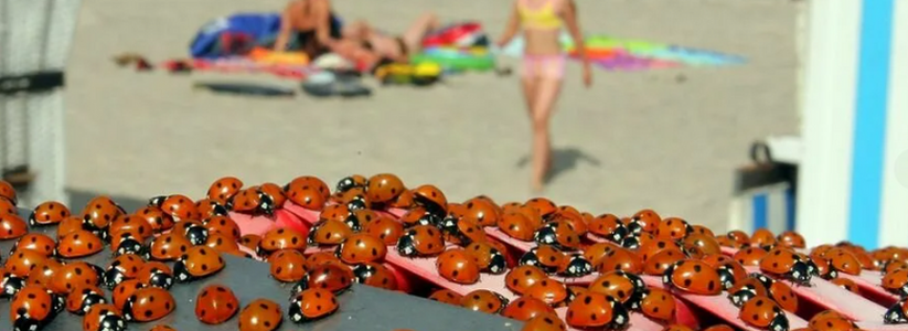 В Анапе началось нашествие божьих коровок: насекомые выгоняют туристов с пляжей