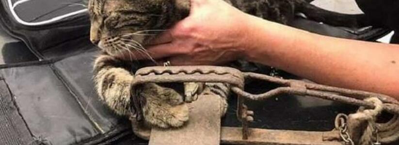 В Новороссийске бродячий кот угодил в настоящий капкан